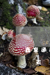 鑫享通逾期幾天爆通訊錄 鑫享通安鑫花逾期兩天