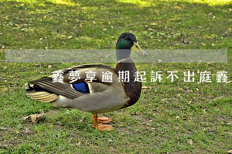 鑫夢享逾期起訴不出庭(鑫夢享不還會怎么樣)