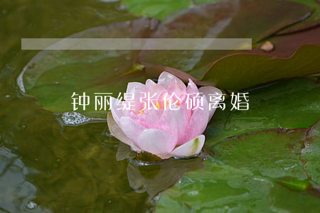 钟丽缇张伦硕离婚