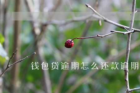 钱包贷逾期怎么还款(逾期的钱怎么还款)
