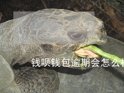 钱呗钱包逾期会怎么样-呗呗钱包怎么样