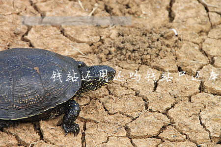 钱站还用还吗（钱站只还本金么）