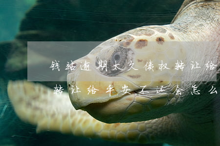 钱站逾期太久债权转让给了平安-钱站债权转让给平安不还会怎么样