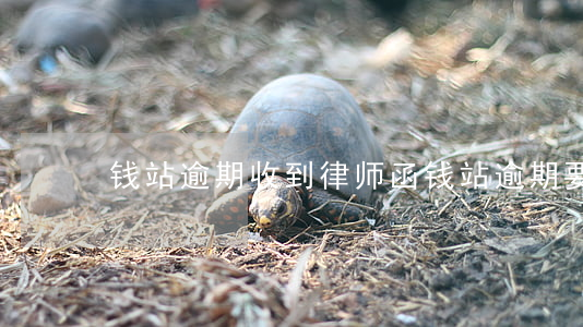 钱站逾期收到律师函(钱站逾期要不要理会)
