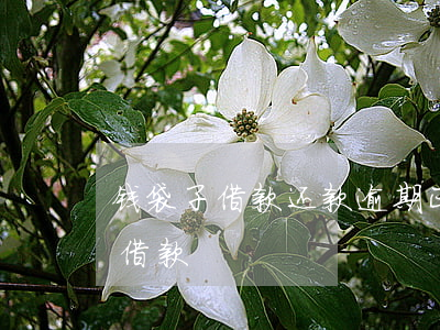 钱袋子借款还款逾期(正在逾期急用钱还可以借款)