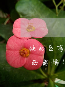 铁西区离婚债务纠纷律师电话咨询-沈阳铁西离婚律师