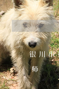 银川市律师事务所排名(银川市最好的民事律师)