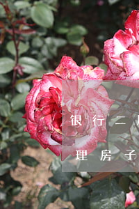 银行二压贷款还不起(二押贷款还不起怎么处理房子)