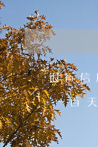 银行信用卡逾期一天有没有影响?（信用卡逾期一百天会咋样）