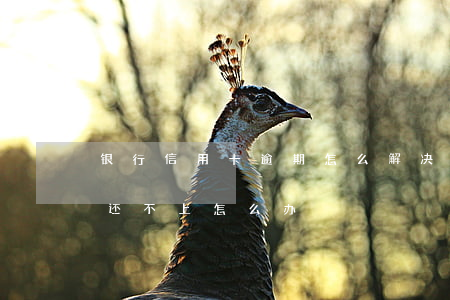银行信用卡逾期怎么解决办法(信用卡逾期了还不上怎么办)
