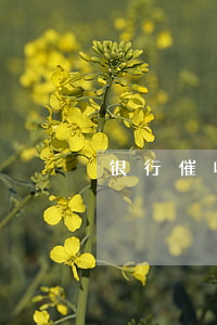 银行催收逾期贷款