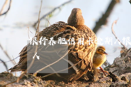 银行养肥信用卡逾期人(银行养肥信用卡逾期人)