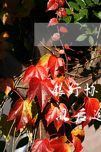 银行协商分期还款后又逾期-协商分期还款以后逾期会怎样