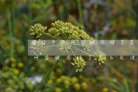 银行卡欠网贷被冻结了怎么处理-银行卡欠网贷被冻结了怎么处理呢
