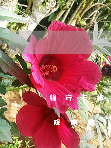 银行卡被冻结怎么解除(银行卡被冻结怎么解除网赌)