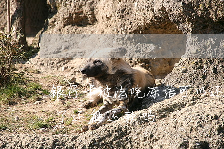 银行卡被法院冻结可以还款吗(银行卡被冻结了还能还款吗)