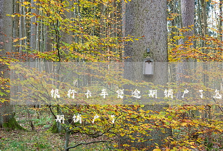 银行卡车贷逾期销户了怎么办（银行卡车贷逾期销户了）