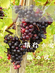 银行卡逾期多久能办理房贷（银行卡逾期多久能办理）