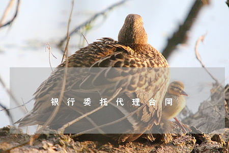 银行委托代理合同