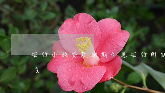 银行小额贷款逾期利息(银行同期贷款逾期利息)