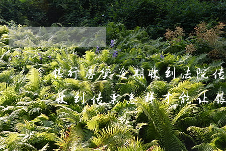 银行房贷逾期收到法院传票怎么办(房贷逾期收到传票,怎样才能让银行撤诉)