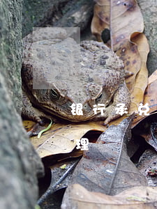 银行承兑汇票无力还款（承兑无力偿还怎么处理）