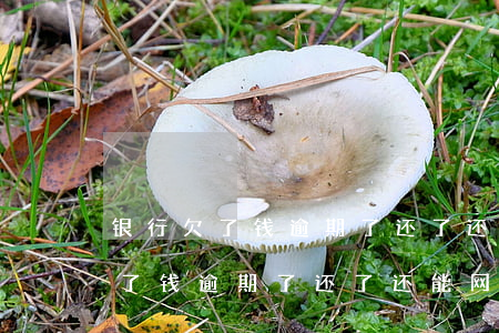 银行欠了钱逾期了还了还能网贷吗-银行欠了钱逾期了还了还能网贷吗怎么办