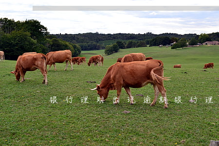 银行理财出现逾期(银行理财出现逾期怎么办)