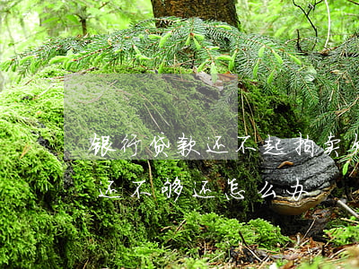 银行贷款还不起 拍卖(欠银行贷款房子拍卖后还不够还怎么办)