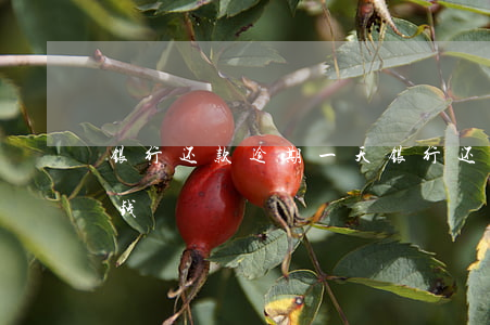 银行还款逾期一天(银行还款逾期一天扣多少钱)