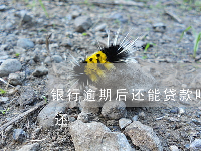 银行逾期后还能贷款吗(银行贷款逾期了怎么还)