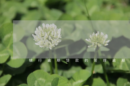 银行逾期贷款的管理(逾期贷款管理措施)
