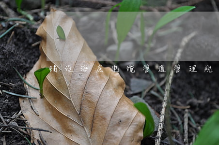 铺设海底电缆管道管理规定
