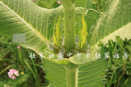 链家租房中介费(链家租房中介费收费标准)