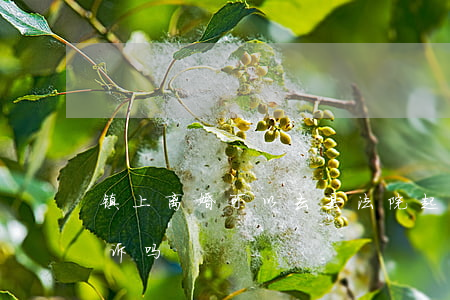 镇上离婚可以去县法院起诉吗(镇上法院能起诉吗)