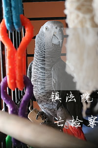 镇法院可以起诉交通事故吗(交通肇事致人死亡检察院能不起诉吗)