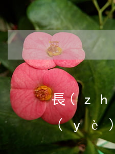 長(zhǎng)春有交通故障方面的專業(yè)律師嗎(長(zhǎng)春有交通故障方面的專業(yè)律師嗎)
