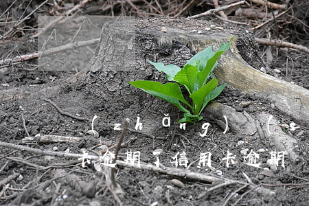 長(zhǎng)時(shí)間用的信用卡逾期了(信用卡逾期時(shí)間長(zhǎng)了怎么辦)