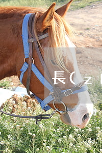 長(zhǎng)期受到家暴怎么處理