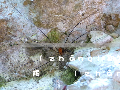 長(zhǎng)期欠信用卡會(huì)降額嗎(長(zhǎng)期欠信用卡會(huì)降額嗎)