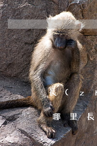 長(zhǎng)沙銀行信用卡起訴一般在哪里(長(zhǎng)沙銀行有信用卡嗎)
