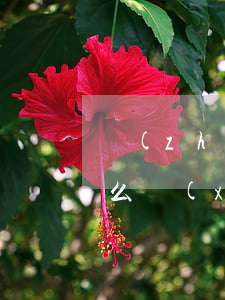 長(zhǎng)治信用卡逾期停息分期怎么協(xié)商