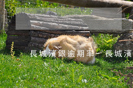 長城濱銀逾期率-長城濱銀金融有限公司