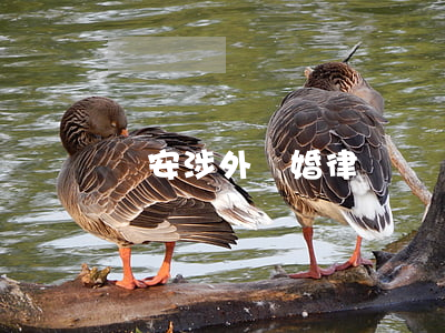 長安涉外離婚律師