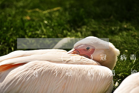 長寧區(qū)冠狀病毒借書逾期(長寧區(qū)冠狀病毒借書逾期)