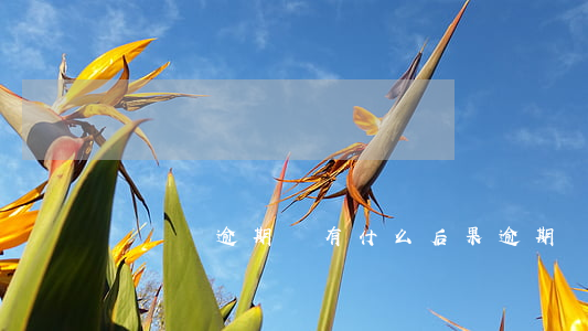 長時間逾期會有什么后果(逾期會造成什么影響)