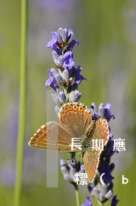 長期應(yīng)付款的審計(jì)目標(biāo)