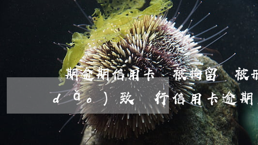 長期逾期信用卡會被拘留嗎(被刑事拘留導(dǎo)致銀行信用卡逾期怎么辦)