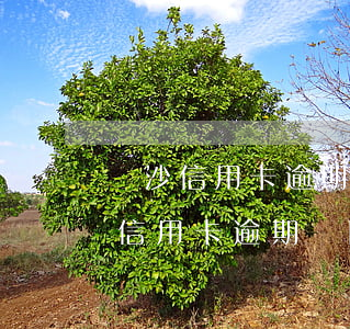 長沙信用卡逾期修復(fù)價格(長沙銀行信用卡逾期寬限是幾天)