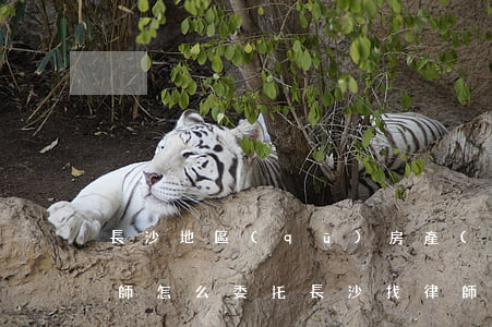 長沙地區(qū)房產(chǎn)合同律師怎么委托(長沙找律師)